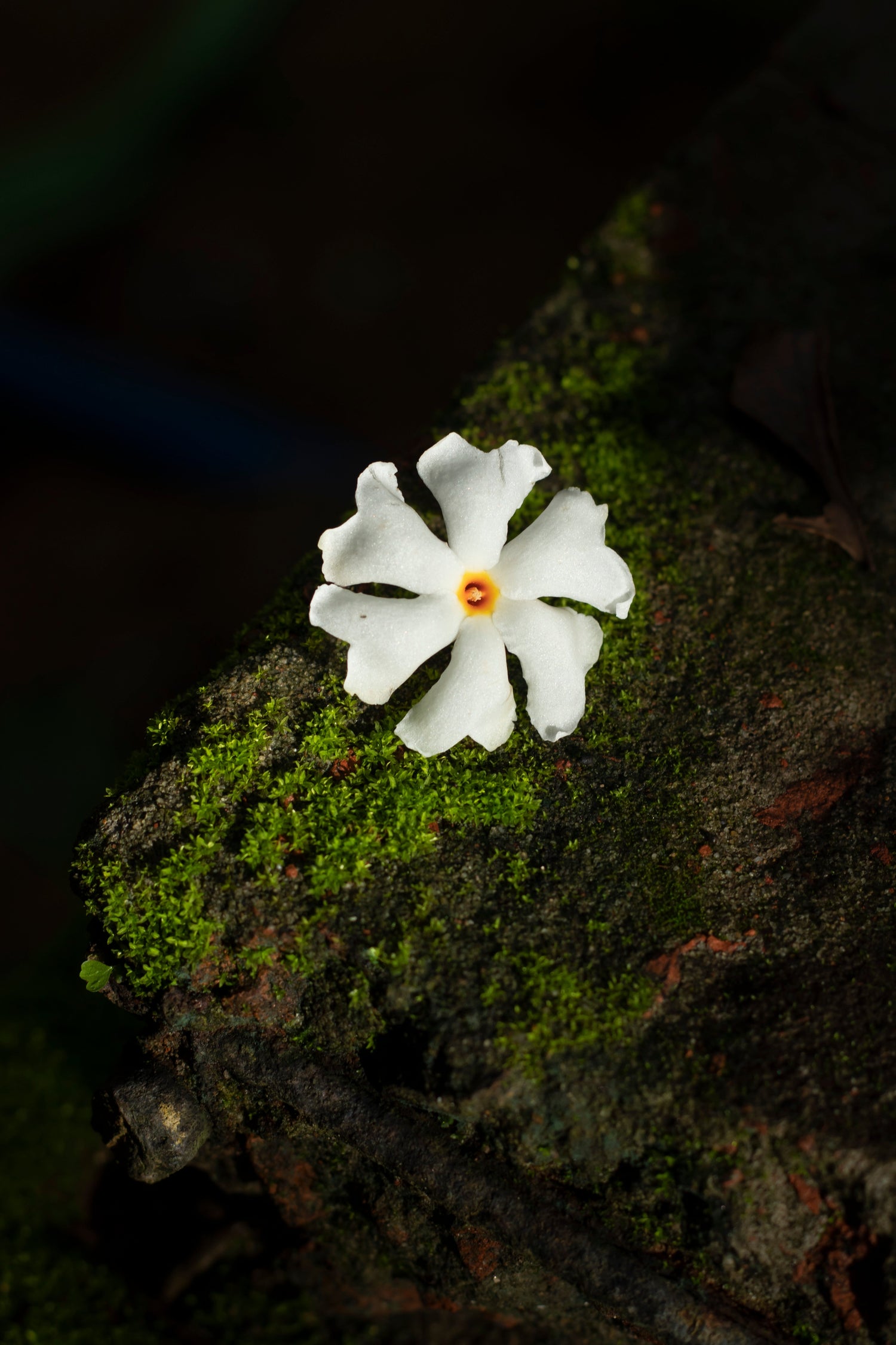 Night Jasmine: The Midnight Bloom That Heals Body, Skin, and Soul