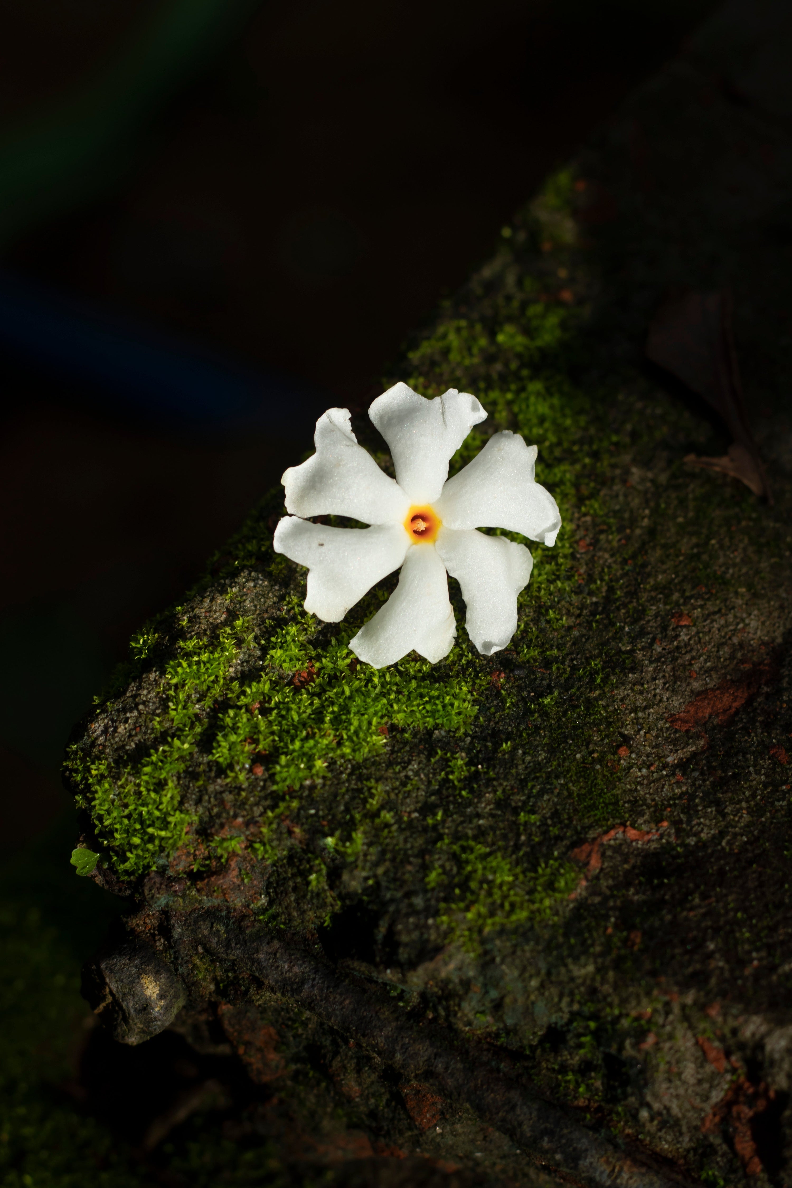 Night Jasmine: The Midnight Bloom That Heals Body, Skin, and Soul